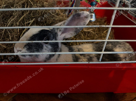 Female rabbit