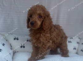 Miniature Poodle&rsquo;s