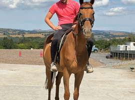 Alfie! 16.2hh 6 year old gelding!