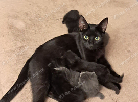3 black kittens