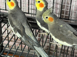 Baby cocktails