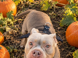 Staffy x pocket female