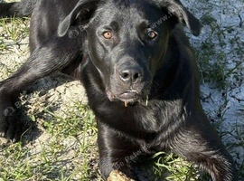 Labrador X