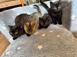 British shorthair kittens