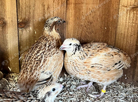 XL Giant Italian Coturnix Quail Hatching Eggs