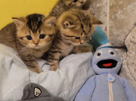 Chinchilla Scottish Fold/straight kittens