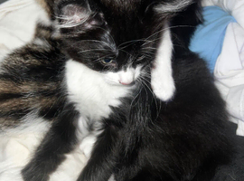 Stunning kittens x