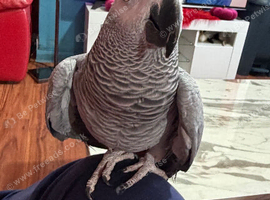 African grey parrot Glasgow
