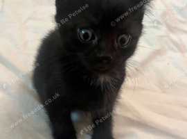 Male kitten