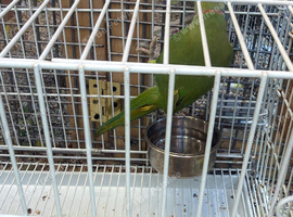 Male and female green ringneck