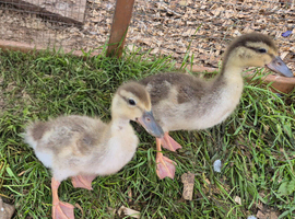 Call ducklings