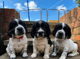 Working Springer Spaniels