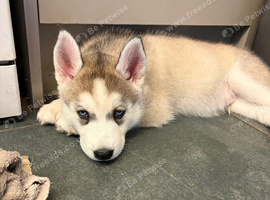 Husky puppies