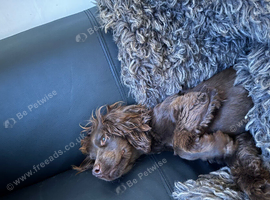 Gorgeous Chocolate Cocker Needs Permanent Loving Home