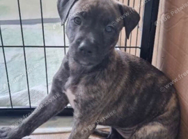 Lurcher pup for sale