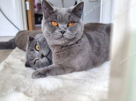 5 Beautiful Kittens Available &ndash; British Shorthair x Scottish Fold