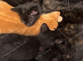 6 beautiful black kittens for sale