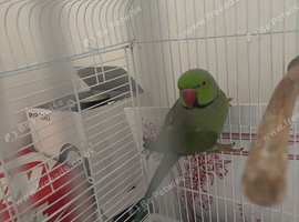 Beautiful male Indian Ringneck