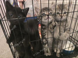 Gorgeous X Bengal, female and male kittens