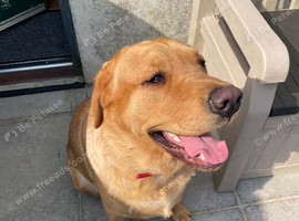 KC reg Labrador 19 months old looking for loving home