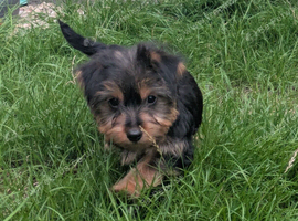 Yorkie female pup