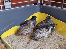 Chinease Painted Quail