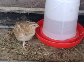 4 weeks old Japanese Coyturnix Quail