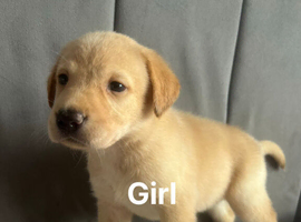 Labrador puppies