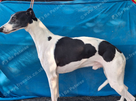 BLACK&WHITE PARTICOLOUR DOG