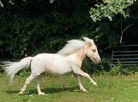 Beautiful lemon and white miniature horse gelding
