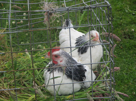 light sussex bantam