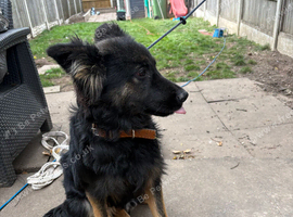 German shepherd