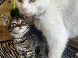 Turkish angora x kittens