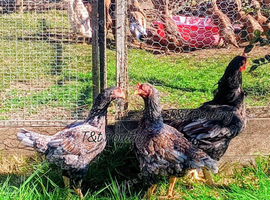 Trios Cornish Game LF also called Indian Game Large Fowl