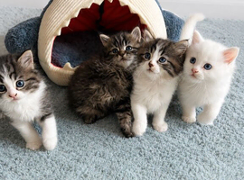 Persian kittens. Beautiful doll faced