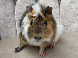 Two male bonded guineas