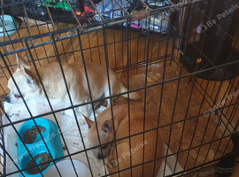 Twochihuahua