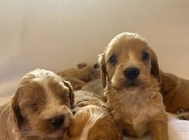 Cockapoo puppies for sale