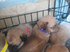 Jackchi puppy's 6 girls 4 weeks old