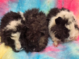 3x male Alpaca Guinea pigs for sale