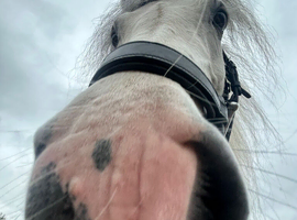 Pippin Welsh x highland