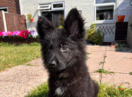 Beautiful puppy for rehoming