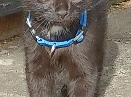 Lovely 11 Week Old Male Kitten Looking For A New Home