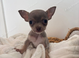 Xxs tiny teacup female chihuahua
