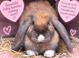 Baby bunny&rsquo;s
