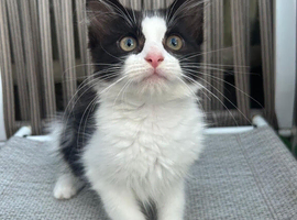 Beautiful Tame Little Kittens