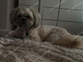 Rolo  shi tzu