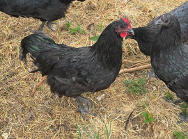 Australorp Cockerels