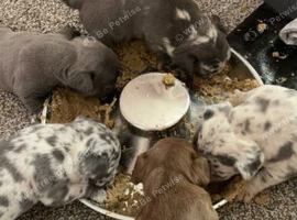 Gorgeous Litter of French Bulldog Puppies