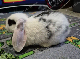 2 beautiful mini lop babies